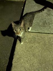 Found/Stray Unknown Cat last seen Gatehouse Ln & Larchmont Rd, Durham, NC 27707