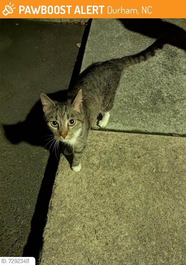 Found/Stray Unknown Cat last seen Gatehouse Ln & Larchmont Rd, Durham, NC 27707