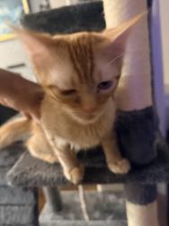 Reunited Male Cat last seen NW Burnside and Wallula , Gresham, OR 97030