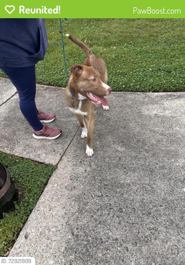 Reunited Male Dog last seen Peachtree street, West Norriton Township, PA 19403