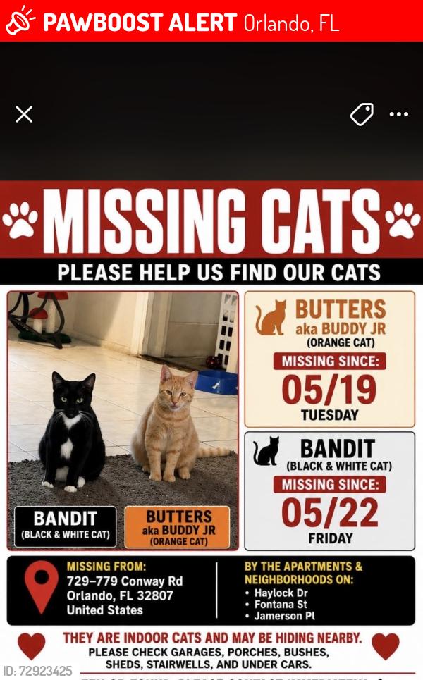 Lost Male Cat last seen Conway and lake underhill, Orlando, FL 32807