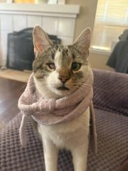 Reunited Female Cat last seen Near Malta ct, Salida, CA 95368
