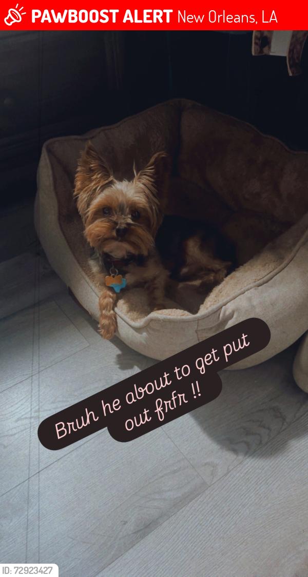 Lost Male Dog last seen Spain and Galvez, New Orleans, LA 70117