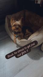 Lost Male Dog last seen Spain and Galvez, New Orleans, LA 70117