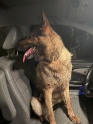 Found/Stray Female Dog last seen Old lake Alfred road , Lake Alfred, FL 33850