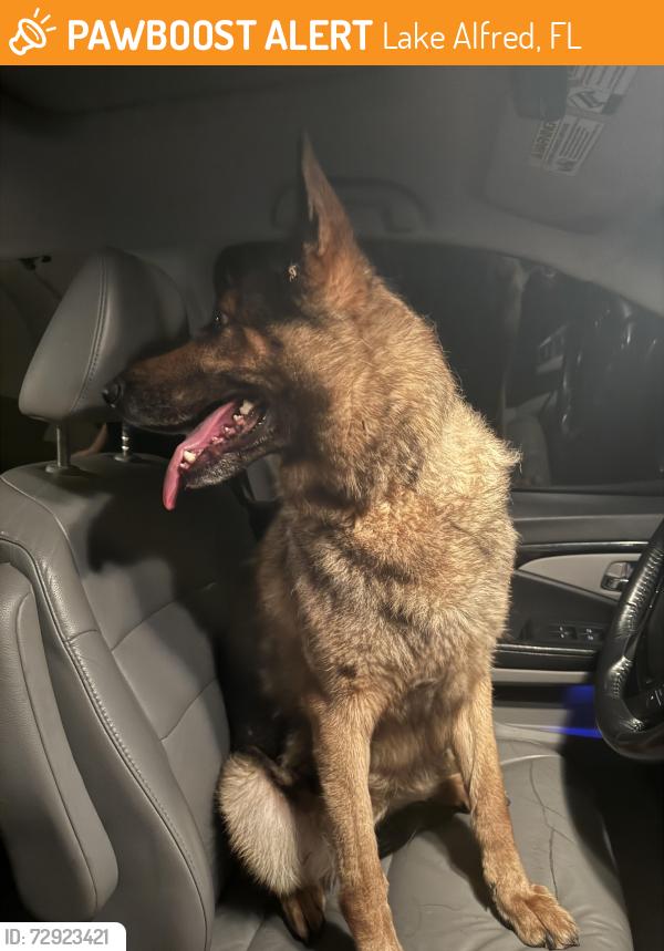 Found/Stray Female Dog last seen Old lake Alfred road , Lake Alfred, FL 33850