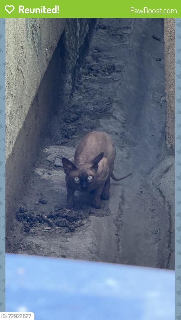 Reunited Male Cat last seen 1st and Mathews, Los Angeles, CA 90033