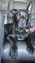 Lost Male Dog last seen Near newmont road, Austin, TX 78758