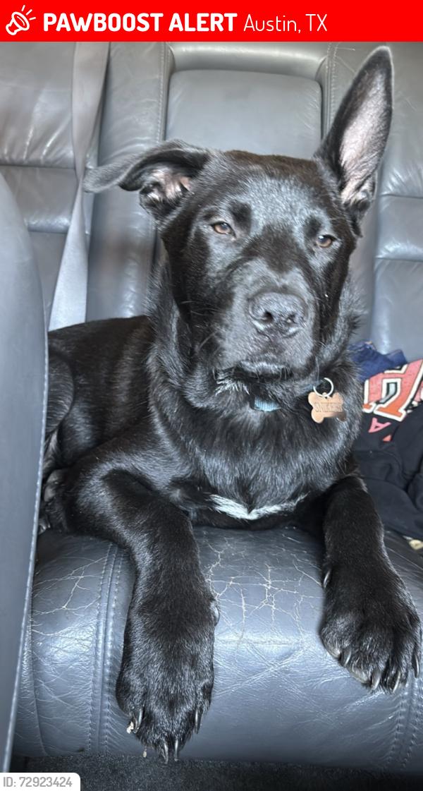 Lost Male Dog last seen Near newmont road, Austin, TX 78758