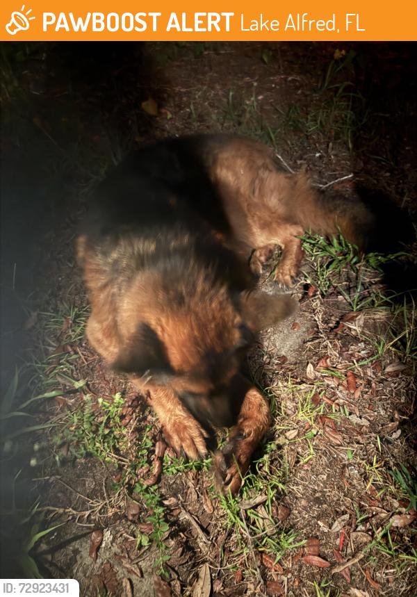 Found/Stray Male Dog last seen Old lake Alfred road, Lake Alfred, FL 33850