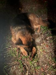 Found/Stray Male Dog last seen Old lake Alfred road, Lake Alfred, FL 33850