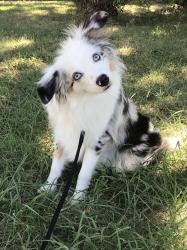 Lost Male Dog last seen Near big bend trail , Abilene, TX 79602
