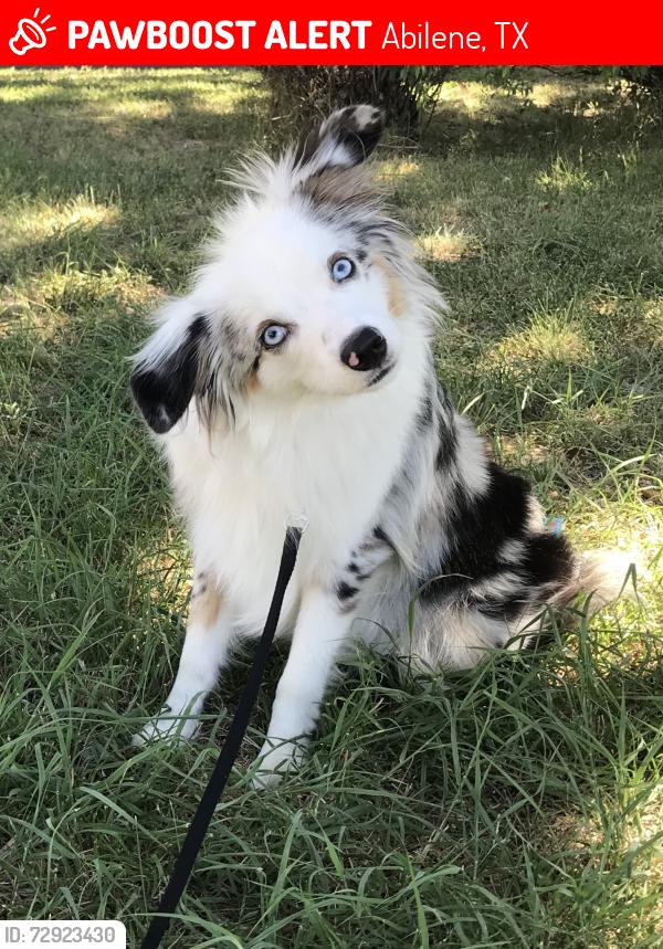 Lost Male Dog last seen Near big bend trail , Abilene, TX 79602