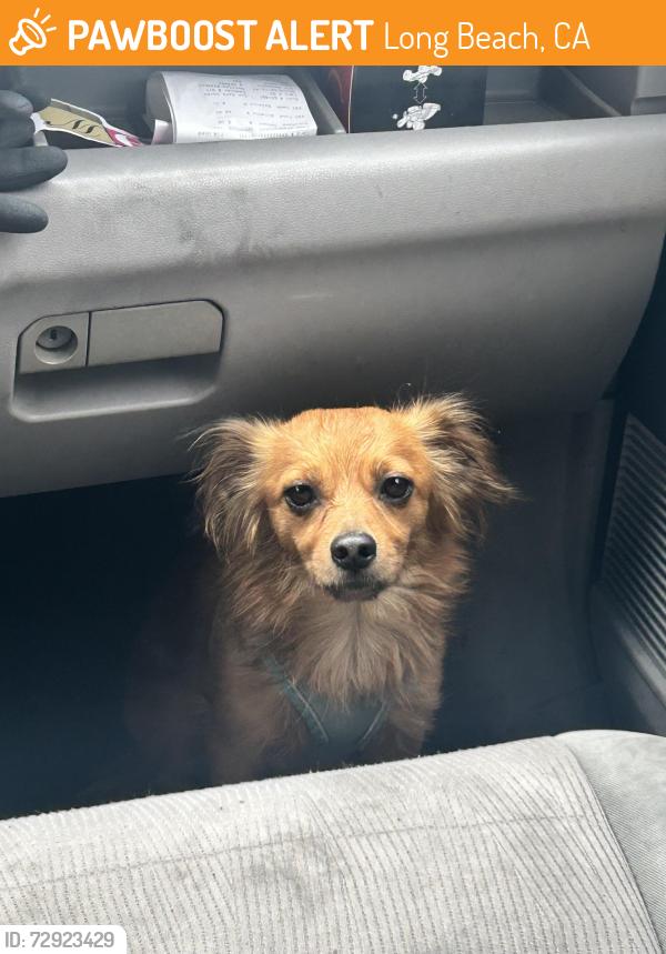 Found/Stray Male Dog last seen 7th street and St. Louis , Long Beach, CA 90804