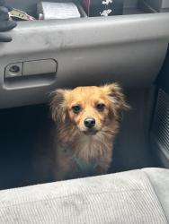 Found/Stray Male Dog last seen 7th street and St. Louis , Long Beach, CA 90804