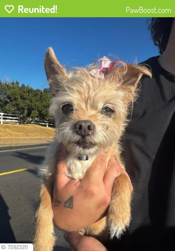 Reunited Female Dog last seen Crown Valley / Acton Park/ Acton, Acton, CA 93510