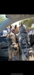 Reunited Male Dog last seen Near Sierra Rd, San Jose, CA 95131, USA, San Jose, CA 95131