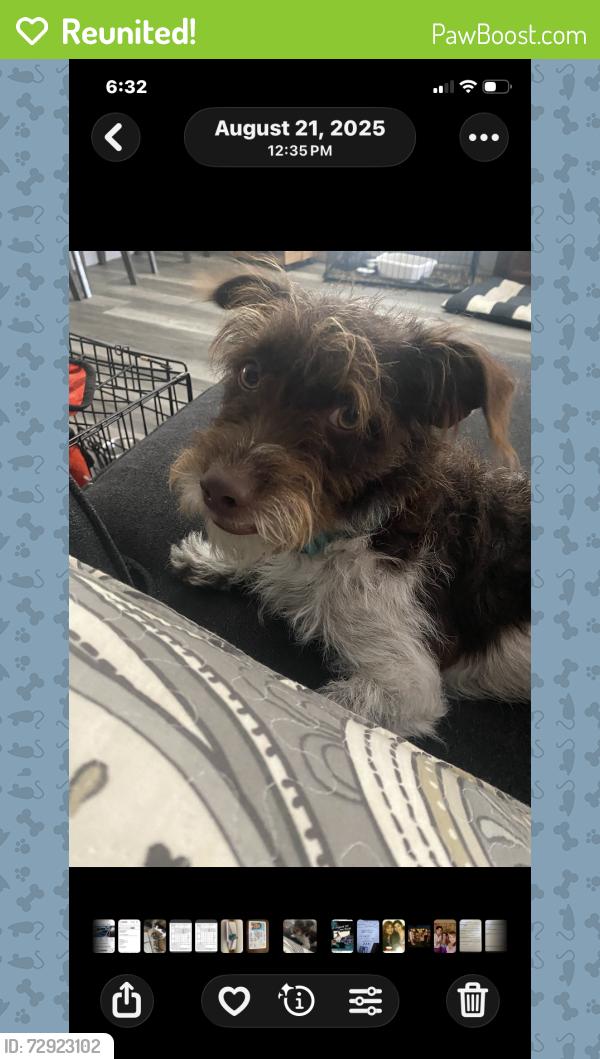Reunited Male Dog last seen Phillips Drive, Pomona, CA 91766