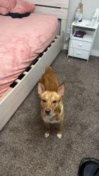 Reunited Male Dog last seen Near e mississipi ave by the Home Depot , Aurora, CO 80012
