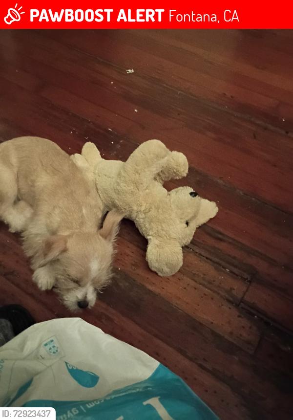 Lost Female Dog last seen Blue collar , Fontana, CA 92335