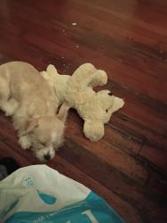 Lost Female Dog last seen Blue collar , Fontana, CA 92335