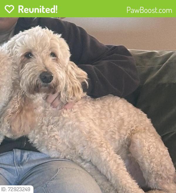Reunited Male Dog last seen Whitley and elm grove , Wylie, TX 75098