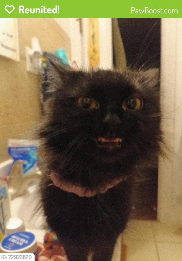 Reunited Female Cat last seen Deerpass and colins rd , Marengo, IL 60152