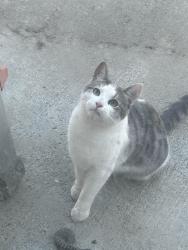 Lost Female Cat last seen Kern Dr , Riverside, CA 92509