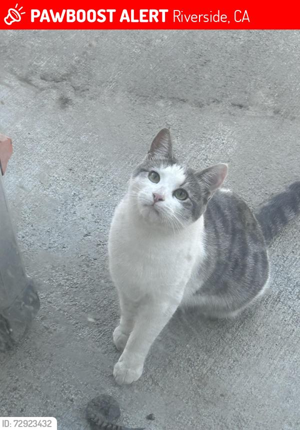 Lost Female Cat last seen Kern Dr , Riverside, CA 92509