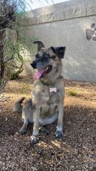 Reunited Female Dog last seen Near E Broadway Ave, Apache Junction, AZ 85119, USA, Apache Junction, AZ 85119