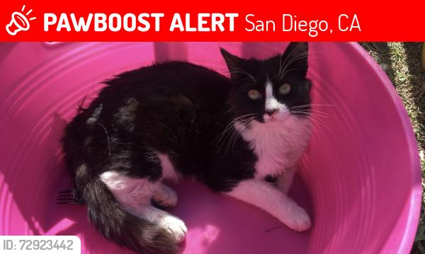Lost Male Cat last seen Saturn/grove, San Diego, CA 92154