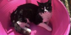 Lost Male Cat last seen Saturn/grove, San Diego, CA 92154