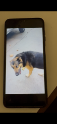 Reunited Female Dog last seen South central - 49th st , Los Angeles, CA 90011