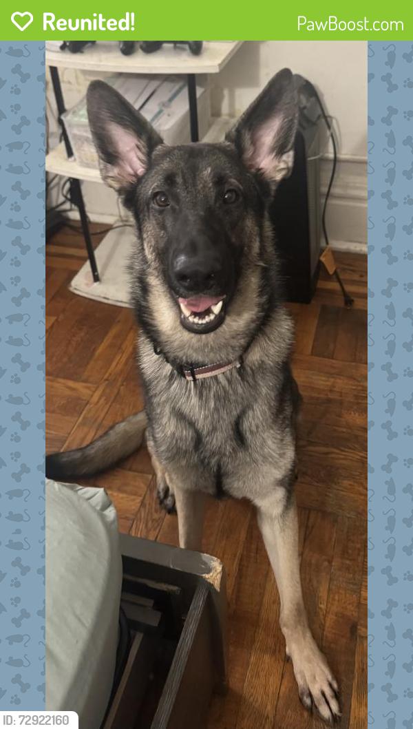 Reunited Male Dog last seen Near train moshulu parkway , The Bronx, NY 10467