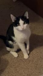Reunited Male Cat last seen appleblossom drive and bryd avenue , Neenah, WI 54956