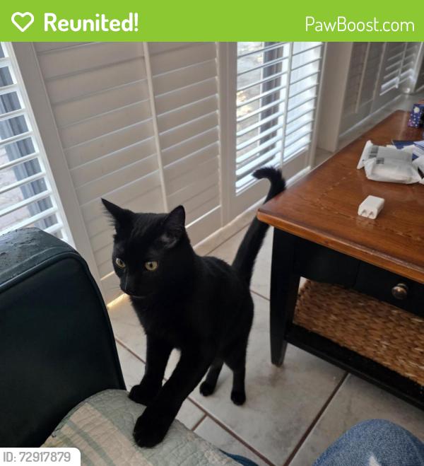 Reunited Male Cat last seen Fenway Hotel, Dunedin, FL 34698