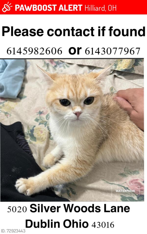 Lost Female Cat last seen Hayden crest dr, Hilliard, OH 43026