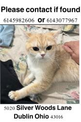 Lost Female Cat last seen Hayden crest dr, Hilliard, OH 43026