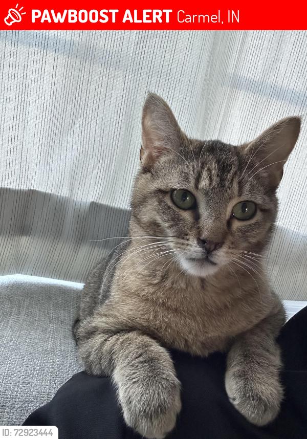 Lost Male Cat last seen Carmelaire Drive , Carmel, IN 46032