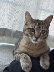 Lost Male Cat last seen Carmelaire Drive , Carmel, IN 46032