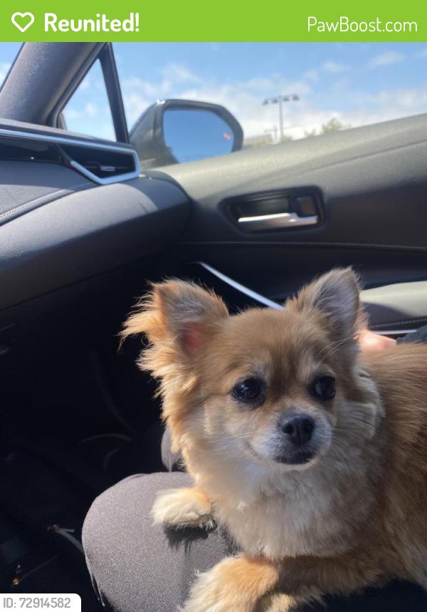 Reunited Unknown Dog last seen 7th and Jackson, Oakland, CA, Oakland, CA 94607