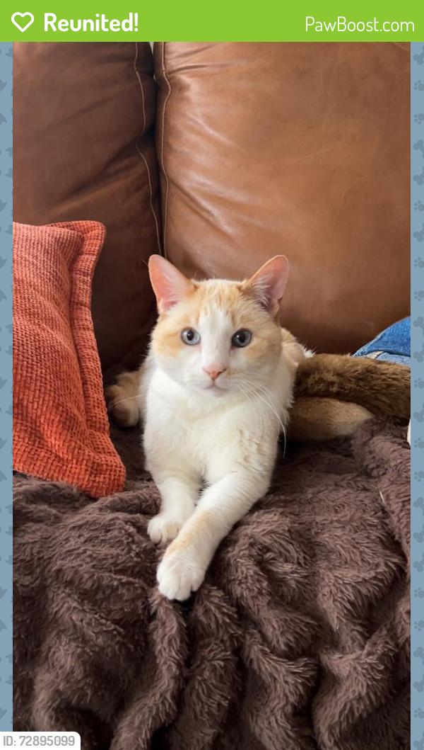 Reunited Male Cat last seen Between Elizebeth and plum , Fort Collins, CO 80521