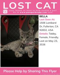 Lost Female Cat last seen W Roberta Ave and S Lombard Dr, Fullerton, CA 92832