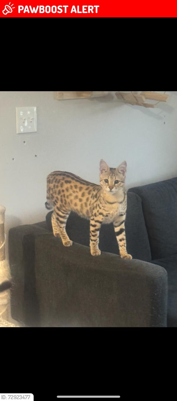 Lost Male Cat last seen Near tattersal drive , Burlington Township, NJ 08016