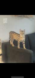 Lost Male Cat last seen Near tattersal drive , Burlington Township, NJ 08016