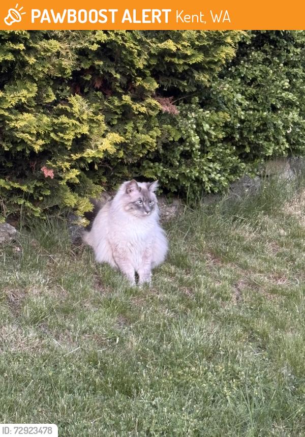Found/Stray Unknown Cat last seen Se 251st St and 118 Ave SE Kent WA, Kent, WA 98035