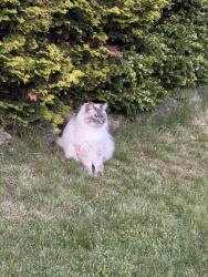 Found/Stray Unknown Cat last seen Se 251st St and 118 Ave SE Kent WA, Kent, WA 98035