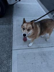 Reunited Female Dog last seen Near ne ridge run ln, Estacada, OR 97023
