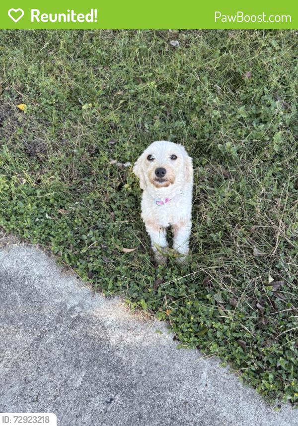 Reunited Female Dog last seen Near N Eldridge Pkwy, Tomball, TX 77377, USA, Tomball, TX 77377