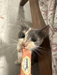 Reunited Female Cat last seen Frost Park, Melrose Park, IL, Melrose Park, IL 60160